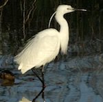 Aigrette garzette - Egretta garzetta